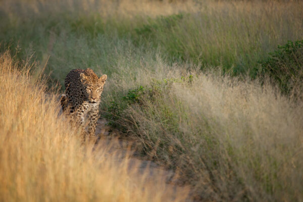 5-Day Tanzania Safari: Tarangire, Serengeti, Ndutu & Ngorongoro