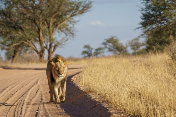 3-Day Tanzania Safari: Into the Serengeti Wild & the Ngorongoro Crater