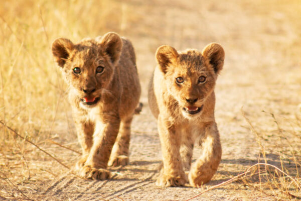 10-Day Tanzania Safari: Arusha, Lake Natron, Serengeti, Ngorongoro, Lake Eyasi & Kilimanjaro