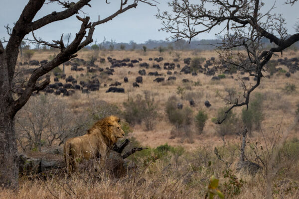 4-Day Tanzania Safari: From Lake Manyara to the Serengeti & Ngorongoro Crater