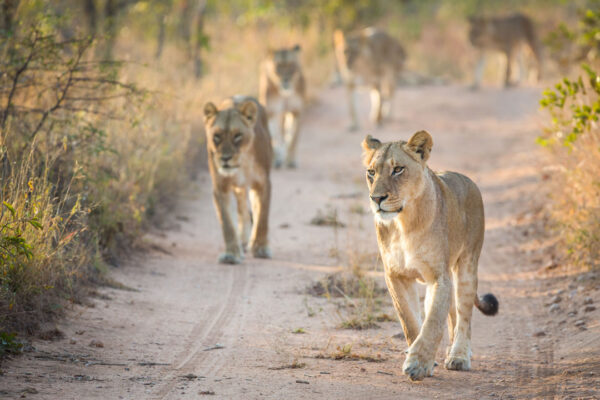 7-Day Northern Tanzania Adventure: Giants, Plains & the Crater