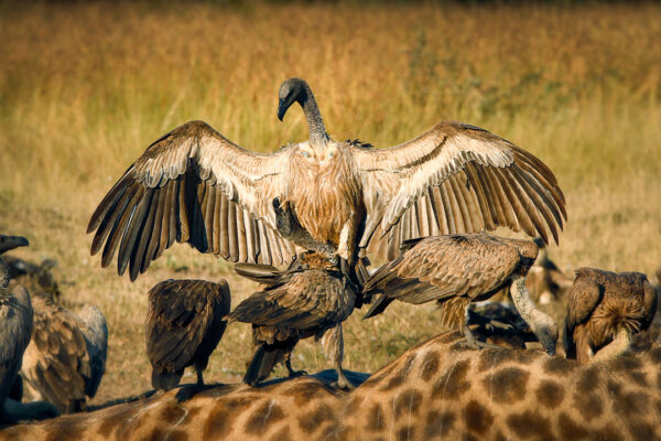 7-Day Tanzania Safari: Arusha, Tarangire, Serengeti Migration & Ngorongoro Crater