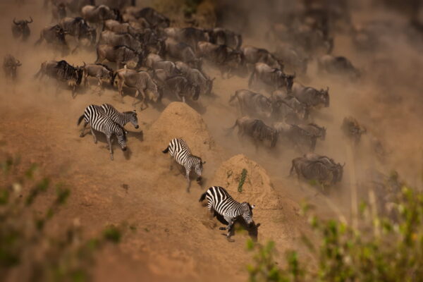 3-Day Zanzibar to the Wild: Northern Serengeti & the Mara River Migration