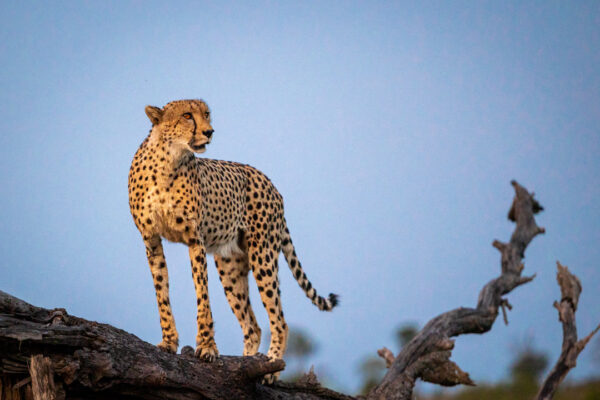 2-Day Zanzibar Safari Escape: Tarangire Giants & the Ngorongoro Crater