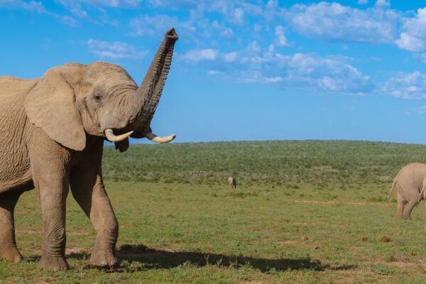 2-Day Tanzania Safari Escape: From Zanzibar to Tarangire & the Ngorongoro Crater