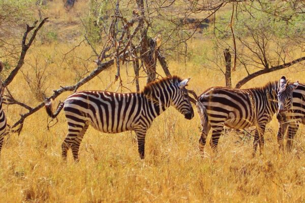 Arusha’s Wild Escape: A Day of Wildlife & Mountain Scenery in Arusha National Park