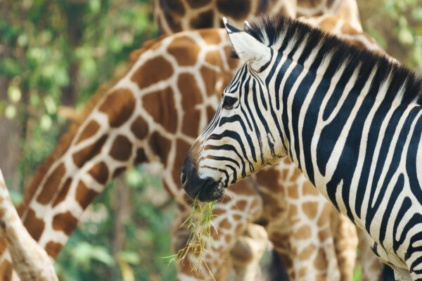8-Day Tanzania Safari & Zanzibar Beach Holiday: Arusha, Tarangire, Serengeti, Ngorongoro & Zanzibar