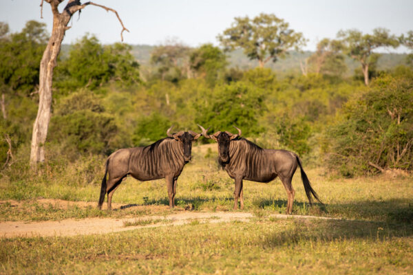 5-Day Tanzania Safari: From Tarangire Giants to the Serengeti Migration & Ngorongoro